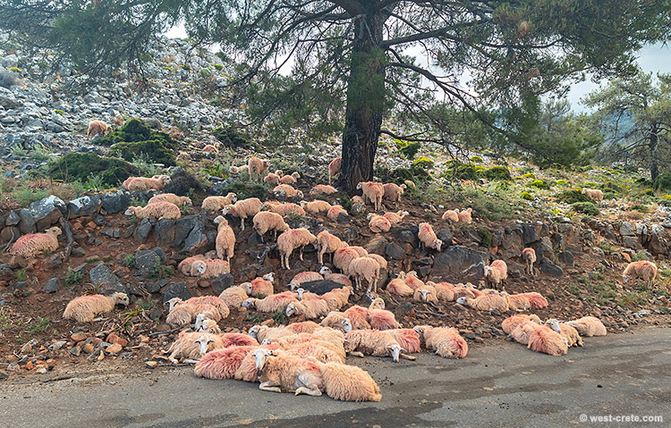 Sheep at rest - click on the image to enlarge Sheep at rest
- click on the image to enlarge