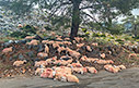 Sheep at rest