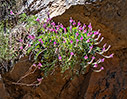 Onobrychis sphaciotica