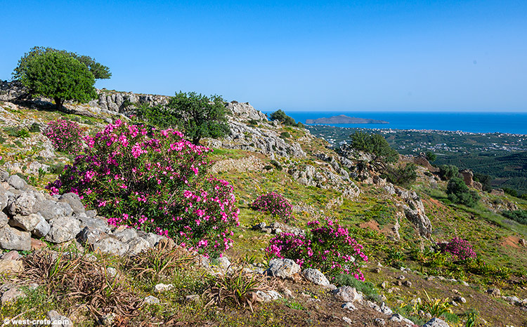 On a walk up the Kastellos hill- click on the image to enlarge On a walk up the Kastellos hill
- click on the image to enlarge