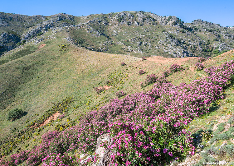 On a walk up the Kastellos hill to Debla- click on the image to enlarge On a walk up the Kastellos hill to Debla
- click on the image to enlarge
