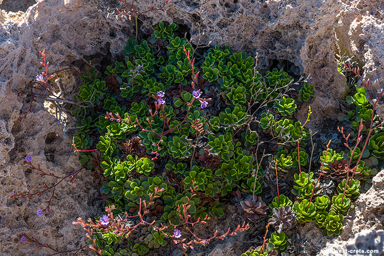 Limonium frederici - click on the image to enlarge Limonium frederici
- click on the image to enlarge