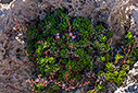 Limonium frederici