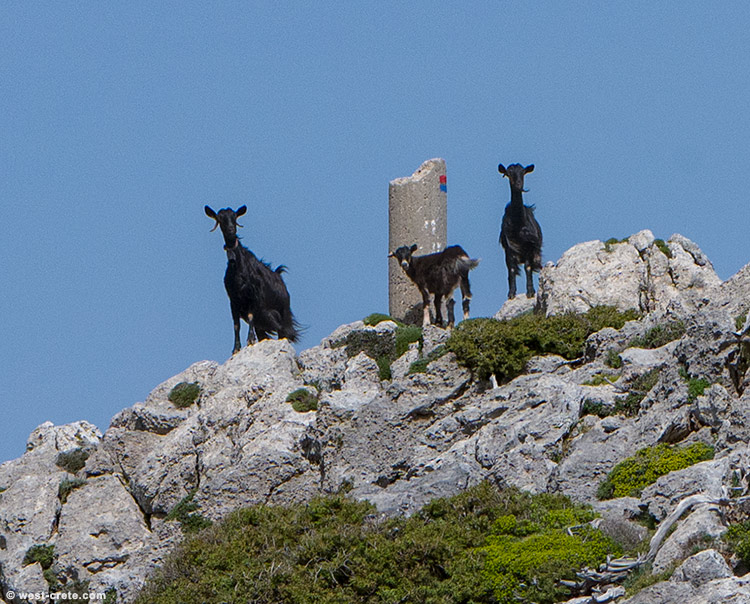 On the summit - click on the image to enlarge On the summit
- click on the image to enlarge