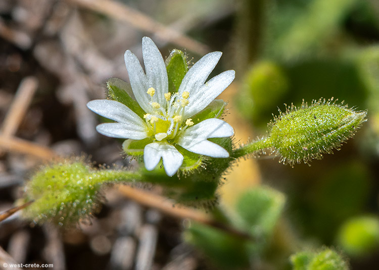 Cerastium brachypetalum subsp. roeseri - click on the image to enlarge Cerastium brachypetalum subsp. roeseri
- click on the image to enlarge