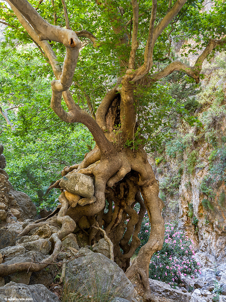 Plane tree in the gorge of Agia Irini- click on the image to enlarge Plane tree in the gorge of Agia Irini
- click on the image to enlarge