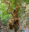 Plane tree in the gorge of Agia Irini