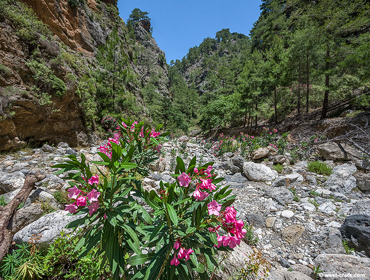 In the gorge of Agia Irini- click on the image to enlarge In the gorge of Agia Irini
- click on the image to enlarge