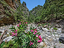 In the gorge of Agia Irini