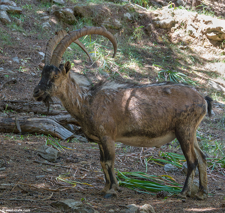A Cretan wild goat in the gorge of Samaria - click on the image to enlarge A Cretan wild goat in the gorge of Samaria
- click on the image to enlarge