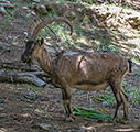 A Cretan wild goat in the gorge of Samaria