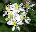 Clematis elisabethae-carolae 