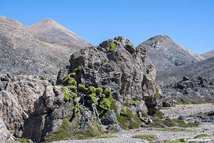 Mountain juniper - click on the image to enlarge Mountain juniper - click on the image to enlarge