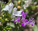 Thymus capitatus and Satureja spinosa