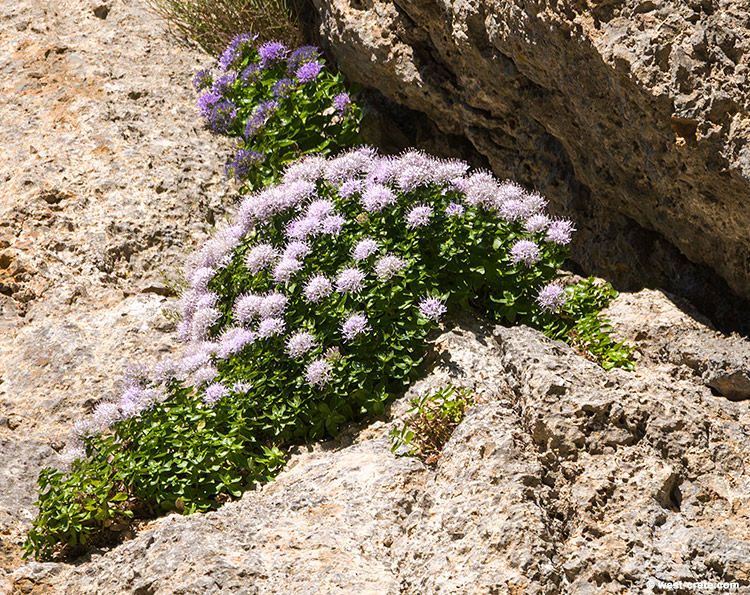 Campanula jacquinii - click on the image to enlarge Campanula jacquinii - click on the image to enlarge