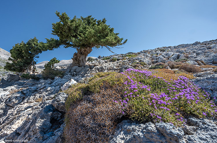 Flowering thyme - click on the image to enlarge Flowering thyme - click on the image to enlarge