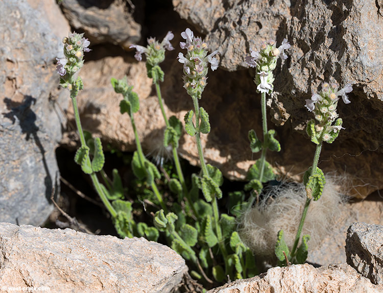 Nepeta sphaciotica - click on the image to enlarge Nepeta sphaciotica- click on the image to enlarge
