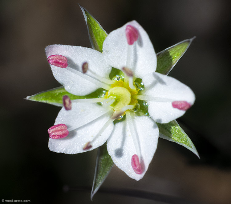 Minuartia attica - click on the image to enlarge Minuartia attica - click on the image to enlarge