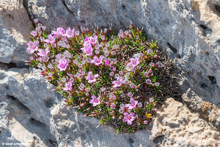 Acantholimon androsaceum - click on the image to enlarge Acantholimon androsaceum - click on the image to enlarge