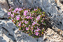 Acantholimon androsaceum