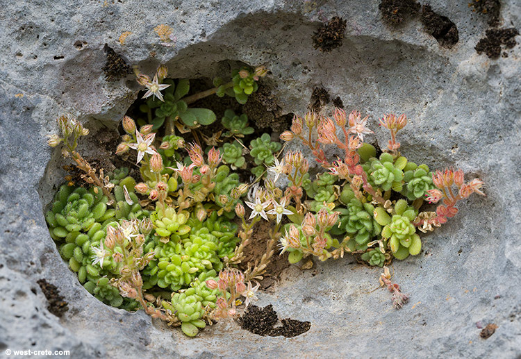 Sedum tristriatum - click on the image to enlarge Sedum tristriatum - click on the image to enlarge