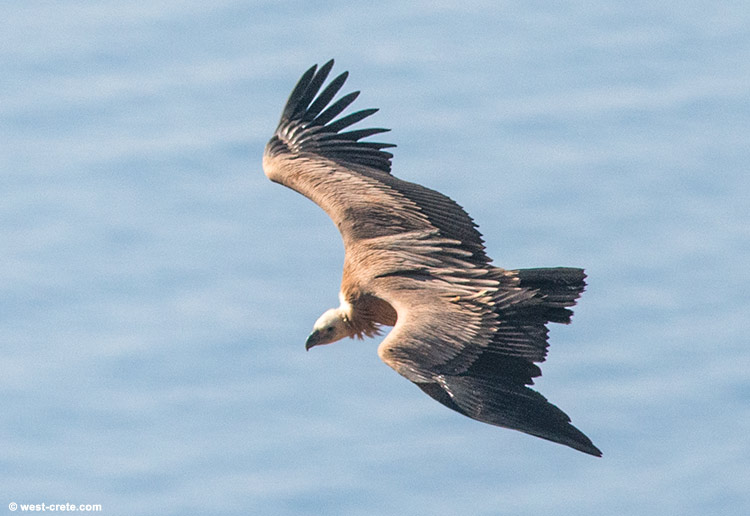Griffon vulture - click on the image to enlarge Griffon vulture - click on the image to enlarge