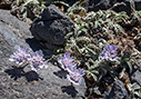 Lomelosia sphaciotica subsp. sphaciotica 