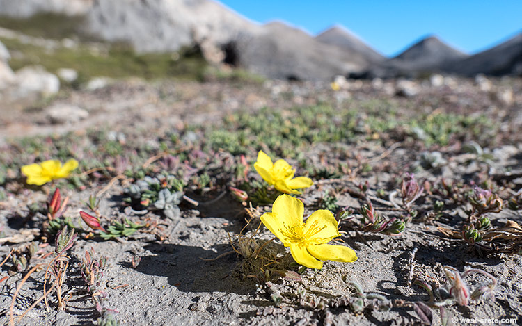 Fumana paphlagonica subsp. alpina - click on the image to enlarge Fumana paphlagonica subsp. alpina - click on the image to enlarge