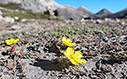 Fumana paphlagonica subsp. alpina
