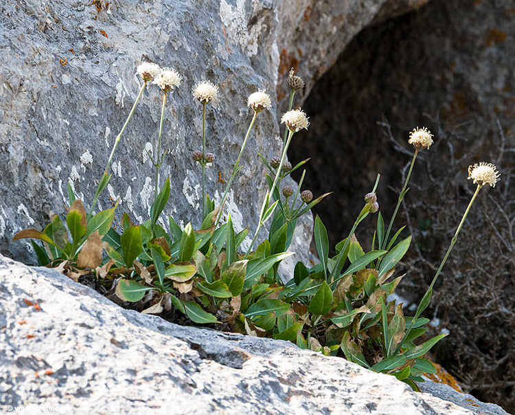 Cephalaria squamiflora - click on the image to enlarge Cephalaria squamiflora - click on the image to enlarge