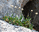 Cephalaria squamiflora 