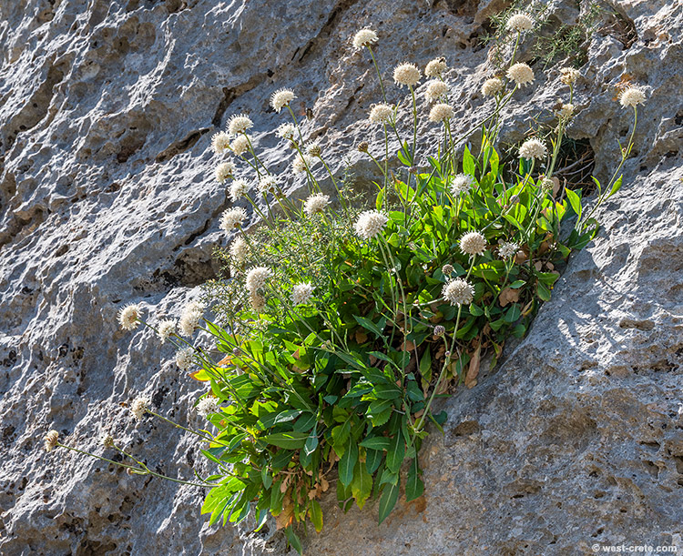 Cephalaria squamiflora - click on the image to enlarge Cephalaria squamiflora - click on the image to enlarge