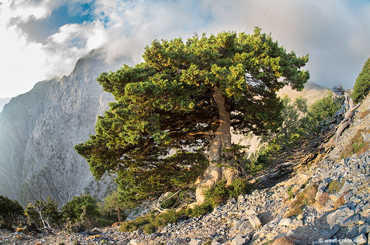 A cypress on the way to Gingilos - click on the image to enlarge A cypress on the way to Gingilos - click on the image to enlarge