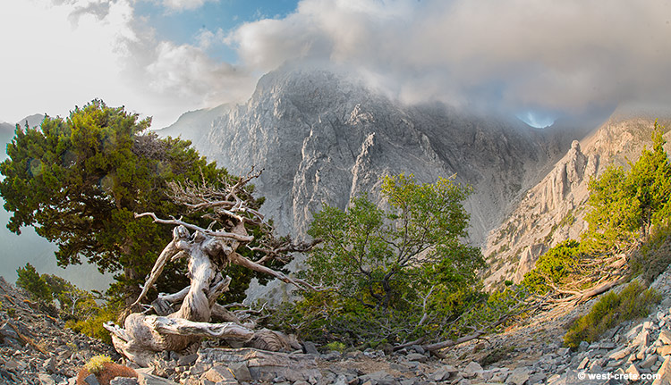 Cypress and maple trees on the way to Gingilos - click on the image to enlarge Cypress and maple trees on the way to Gingilos - click on the image to enlarge