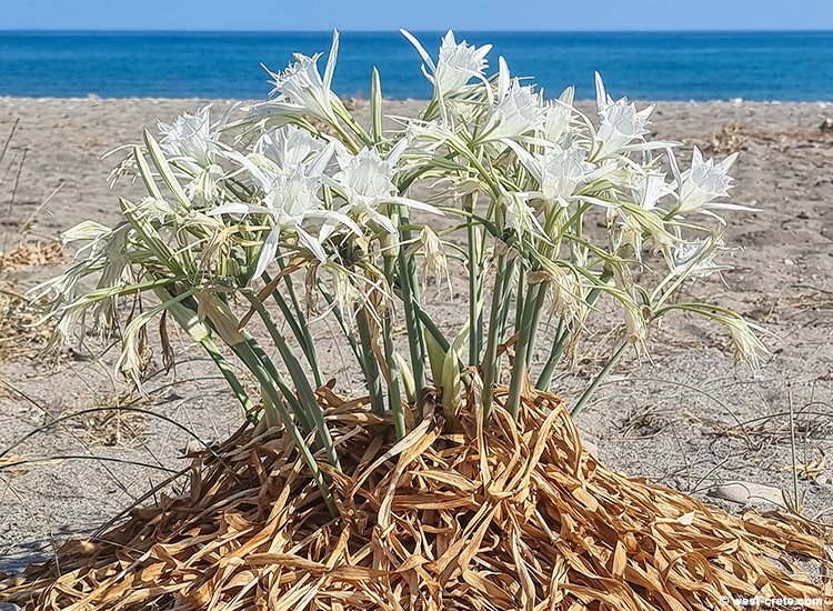 Sea daffodils - click on the image to enlarge Sea daffodils - click on the image to enlarge