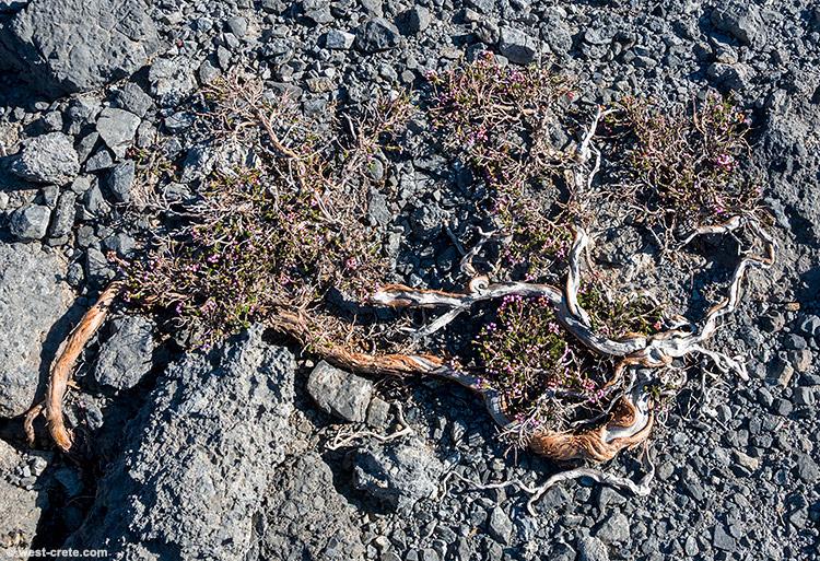Flowering heather - click on the image to enlarge Flowering heather - click on the image to enlarge