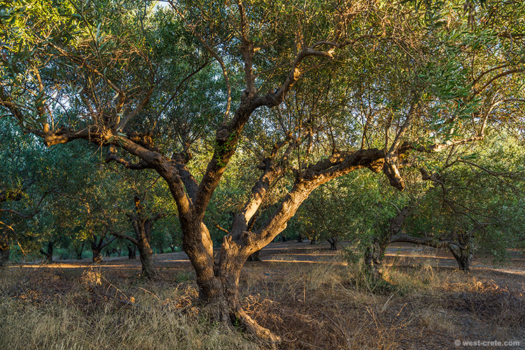 Evening in an olive grove - click on the image to enlarge Evening in an olive grove - click on the image to enlarge