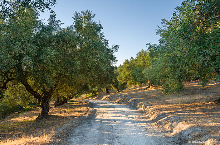 Evening in an olive grove - click on the image to enlarge Evening in an olive grove - click on the image to enlarge