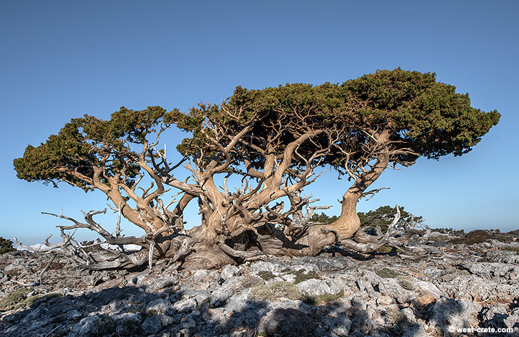 Dancing cypresses - click on the image to enlarge Dancing cypresses - click on the image to enlarge