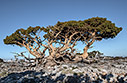 Dancing cypresses