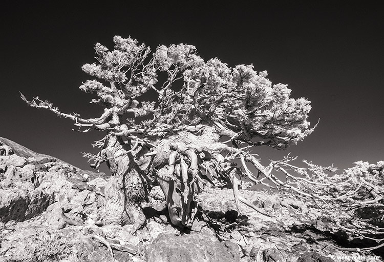 The 'two-legged' cypress - click on the image to enlarge The 'two-legged' cypress - click on the image to enlarge