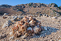 Sea squill bulbs