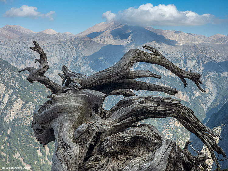 Ancient cypress - click on the image to enlarge Ancient cypress - click on the image to enlarge
