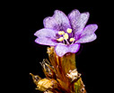 Limonium frederici 