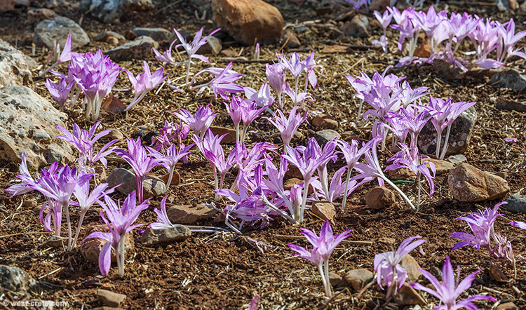 Colchicum macrophyllum - click on the image to enlarge Colchicum macrophyllum - click on the image to enlarge