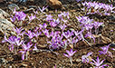 Colchicum macrophyllum