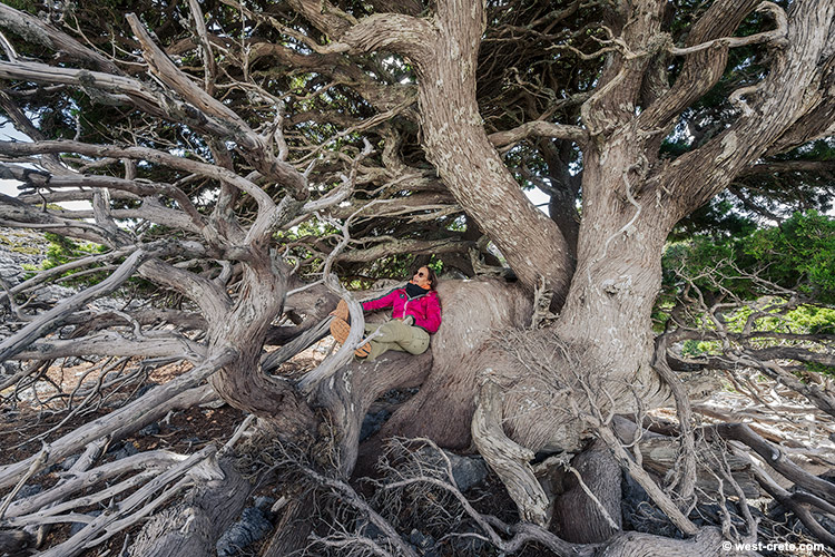 Ancient cypress - click on the image to enlarge Ancient cypress - click on the image to enlarge