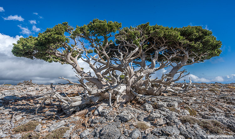 Ancient cypress - click on the image to enlarge Ancient cypress - click on the image to enlarge