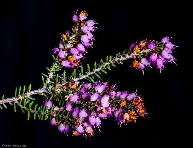 Heather - click on the image to enlarge Heather - click on the image to enlarge