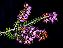 Heather 